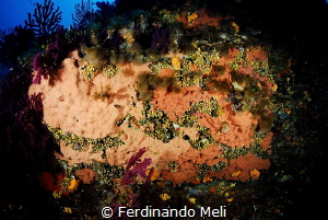Coral and sponge at Marettimo's Island by Ferdinando Meli 